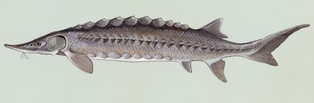 Jesiotr ostronosy