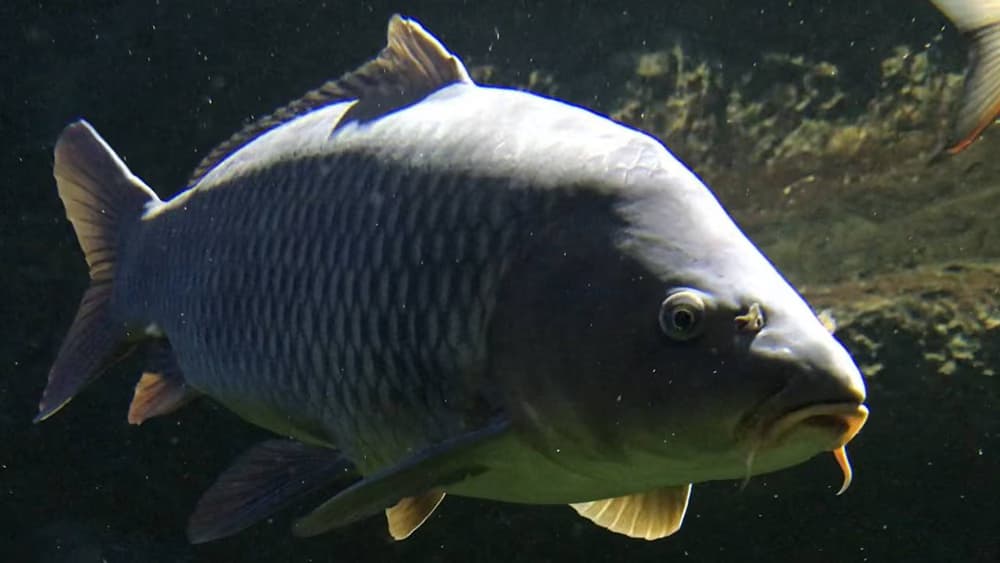 Karp