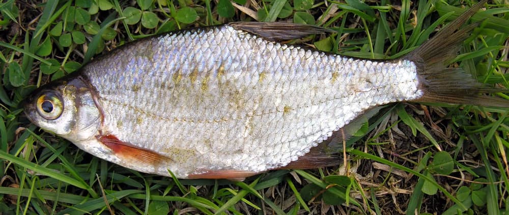 Krąp