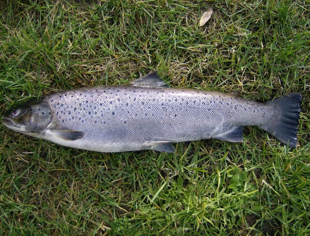 Troć wędrowna